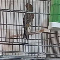 قناری نر فروش|پرنده|الوند, |دیوار