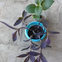 گل وگیاه|گل و گیاه طبیعی|کنارک, |دیوار