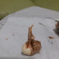 فروش پیاز زعفران قائنات با تخفیف فوری|خدمات باغبانی و درختکاری|قزوین, |دیوار