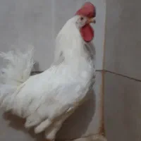 خروس سرحال|حیوانات مزرعه|قم, نخودی|دیوار