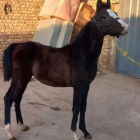 کره مادیون وکره نریون