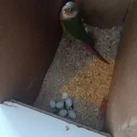 گرینچیک مولد