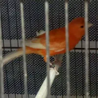 قناری نر و ماده