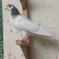 کبوتر چادری|پرنده|تهران, امانیه|دیوار