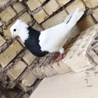 کبوتر|پرنده|خرمشهر, |دیوار