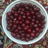 آلبالو گیلاسی