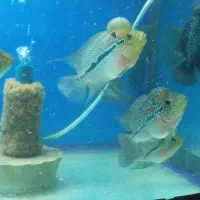 فلاور ماهی|ماهی|زنجان, |دیوار