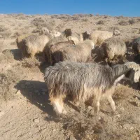 میش داشتی|حیوانات مزرعه|ارژن, |دیوار