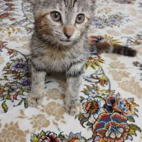 واگذاری بچه گربه
