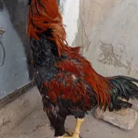 لاری ریش افغان