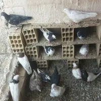 فروش فوری فوری|پرنده|تاکستان, |دیوار