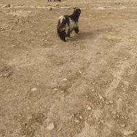 یک عدد بهده ترکی برا فروش|حیوانات مزرعه|شوشتر, |دیوار