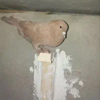 کفتر زرد و پلنگ