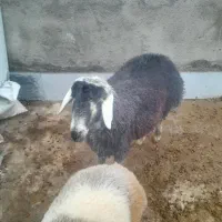 بره نر قوچی