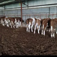 دنیای سیمینتال اصیل درجه یک