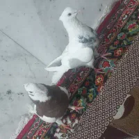 کبوتر طوقی