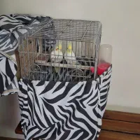 یک جفت عروس هلندی نر و ماده لوتینو|پرنده|کرج, شهرک جهان‌نما|دیوار