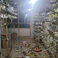 مرغ عشق و عروس هلندی و فنج وقناری و سهره