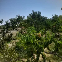 باغ.شبستر.شند اباد.کافی الملک.کوزه کنان