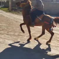 اسب
