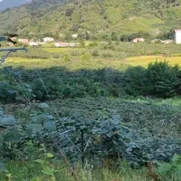 زمین باغ کیوی|فروش زمین و ملک کلنگی|ویلکیج, |دیوار