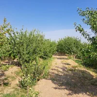 فروش باغ با آب قنات|فروش دفتر صنعتی، کشاورزی، تجاری|مشهد, سجاد شهر|دیوار