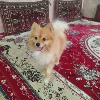 گم شده