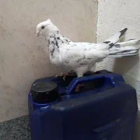 کفتر اصفهانی