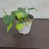 تعدادی گیاه