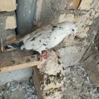 کبوتر|پرنده|قم, تعویض پلاک|دیوار