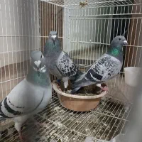 کبوتر سبز آلمانی پلاکی. سفید آلمانی. ساده|پرنده|مشهد, کارمندان دوم|دیوار