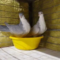 کبوتر ریش نقره ای