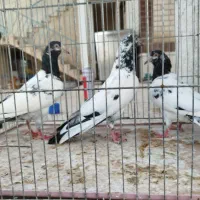 کبوتر تیدی اصل|پرنده|شیراز, اکبر آباد|دیوار