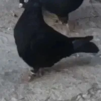 کبوتر