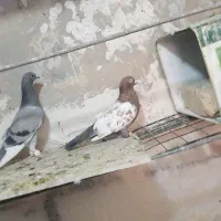 جفت نر|پرنده|بیرجند, |دیوار