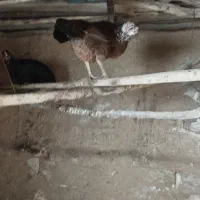 مرغ خروس محلی|حیوانات مزرعه|بانه, |دیوار