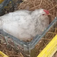 تخم نطفه دار گلین زیبا و دیدنی|حیوانات مزرعه|کرج, چهارصد دستگاه|دیوار