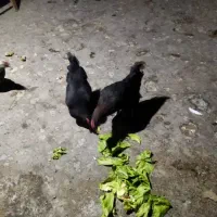 مرغ گلین|حیوانات مزرعه|اصفهان, قهجاورستان|دیوار