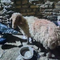 میش چاق|حیوانات مزرعه|مشهد, نیزه|دیوار