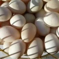 فروش تعدادی تخم اردک نطفه دار