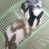 خرگوش ها‌ی یکماهه