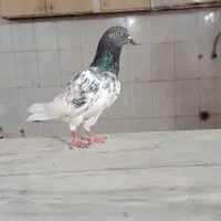 دوتا کفتر ماده پرشی