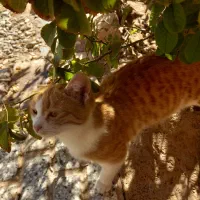 گربه رایگان|گربه|تربت‌حیدریه, بالا ولایت|دیوار