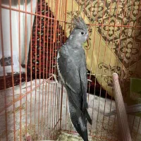 عروس هلندی سالم|پرنده|قم, هنرستان|دیوار