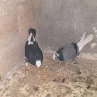 یک جفت کفتر شازده نر سبز