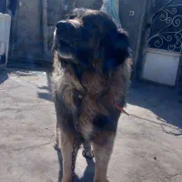 سگ سرابی اصیل