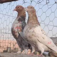 کفتر نرو ماده کله سرور