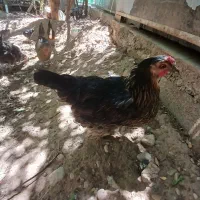 مرغ تخم گذار جوان