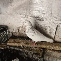 فروش کبوتر ایرانی وه خارجی