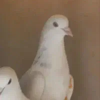 کفتر مغلوف نر